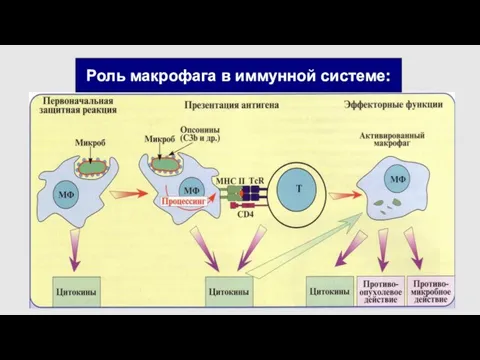 Роль макрофага в иммунной системе: