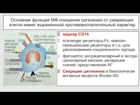 Основная функция МФ-очищение организма от умирающих клеток-имеет выраженный противовоспалительный характер маркер