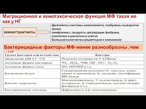 Миграционная и хемотаксическая функция МФ такая же как у НГ хемоаттрактанты