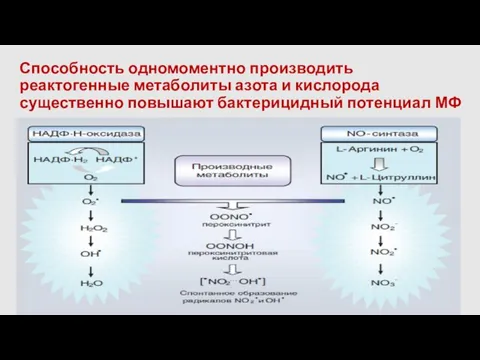 Способность одномоментно производить реактогенные метаболиты азота и кислорода существенно повышают бактерицидный потенциал МФ