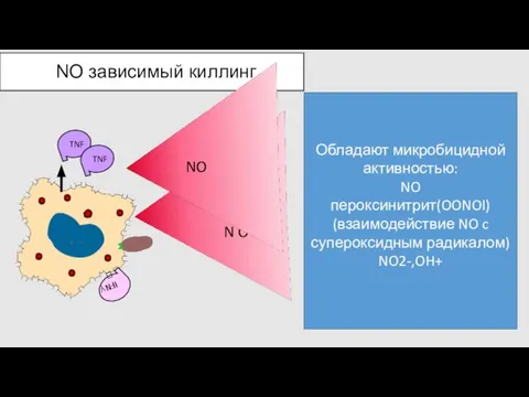 NO зависимый киллинг Обладают микробицидной активностью: NO пероксинитрит(OONOI) (взаимодействие NO c супероксидным радикалом) NO2-,OH+