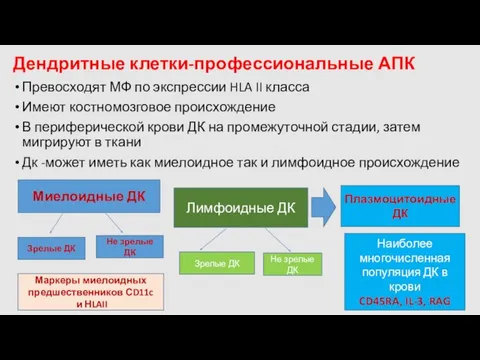 Дендритные клетки-профессиональные АПК Превосходят МФ по экспрессии HLA II класса Имеют