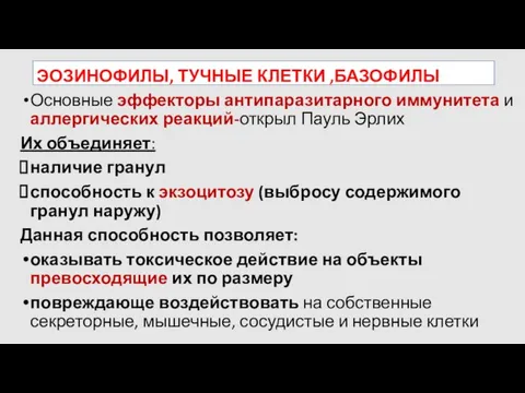 ЭОЗИНОФИЛЫ, ТУЧНЫЕ КЛЕТКИ ,БАЗОФИЛЫ Основные эффекторы антипаразитарного иммунитета и аллергических реакций-открыл