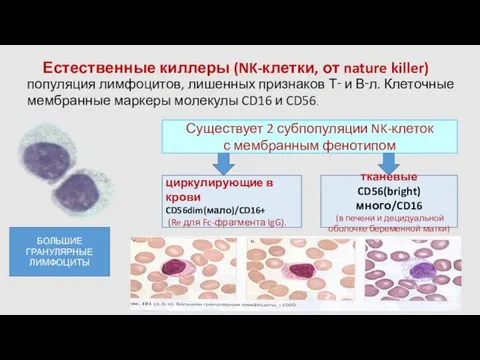 Естественные киллеры (NK-клетки, от nature killer) циркулирующие в крови CD56dim(мало)/CD16+ (Re