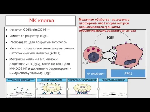 NK-клетка Фенотип CD56 dimСD16++ Имеют Fc рецептор к IgG Распознает цели