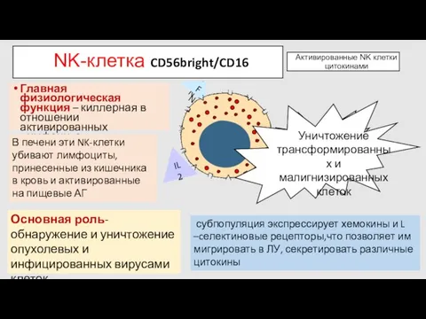 Активированные NK клетки цитокинами IL2 IFN IFN IL2 Главная физиологическая функция