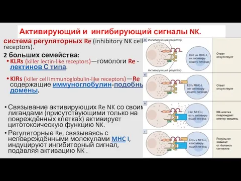 Активирующий и ингибирующий сигналы NK. система регуляторных Re (inhibitory NK cell