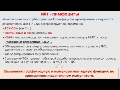 NKT - лимфоциты «Неклассическая» субпопуляция Т-лимфоцитов врожденного иммунитета сочетает признаки Т-л