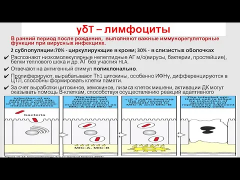 yδT – лимфоциты В ранний период после рождения, выполняют важные иммунорегуляторные