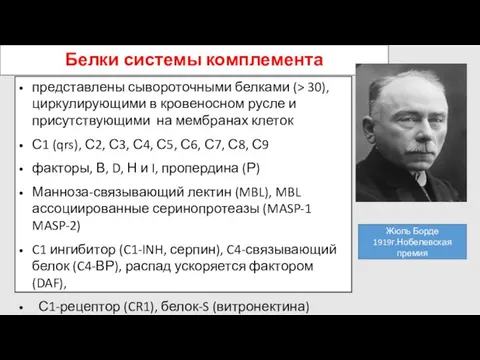 Белки системы комплемента представлены сывороточными белками (> 30), циркулирующими в кровеносном