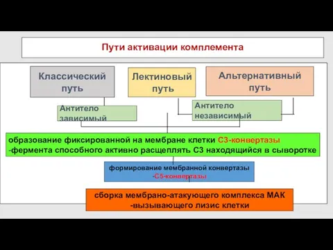 Пути активации комплемента Классический путь Альтернативный путь Лектиновый путь