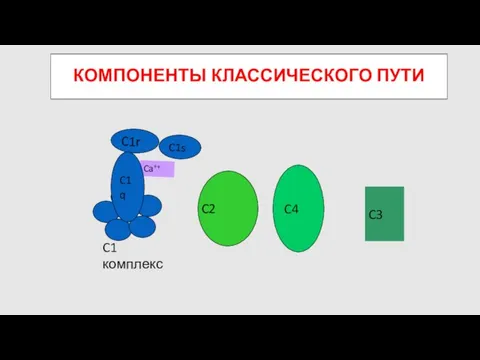 КОМПОНЕНТЫ КЛАССИЧЕСКОГО ПУТИ C4 C2 C3 C1 комплекс