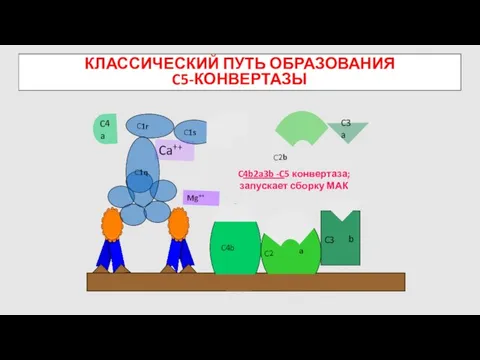 КЛАССИЧЕСКИЙ ПУТЬ ОБРАЗОВАНИЯ C5-КОНВЕРТАЗЫ C4b Mg++ C4a C2b C3 C4b2a3b -C5 конвертаза; запускает сборку МАК