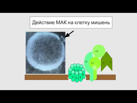 Действие МАК на клетку мишень C 9 C 9 C 9