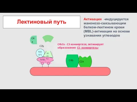 Лектиновый путь C4 C2 C4b2a - C3 конвертаза; активирует образование C5