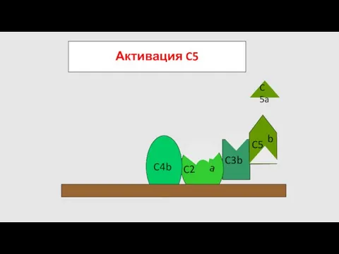 Активация C5 C5