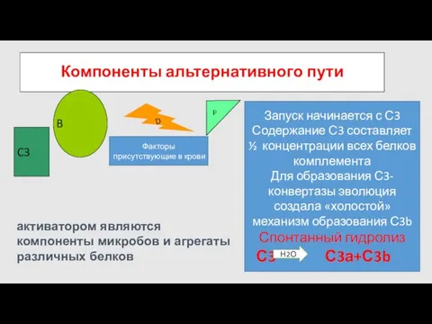 Компоненты альтернативного пути C3 B D P Запуск начинается с С3