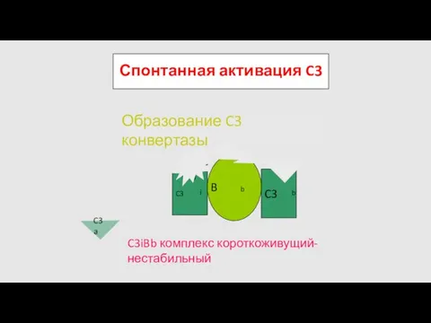 Спонтанная активация C3 C3 H2O B D Образование C3 конвертазы C3iBb комплекс короткоживущий-нестабильный C3