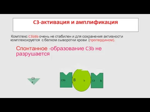 B D Спонтанное -образование C3b не разрушается C3-активация и амплификация C3