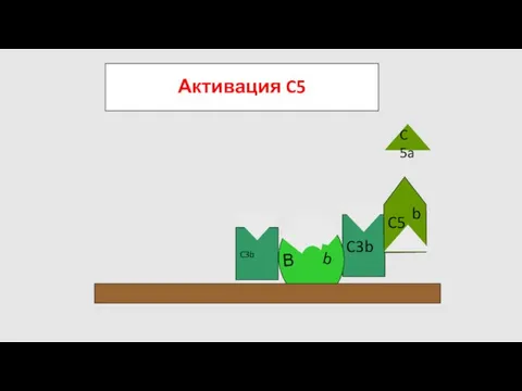 Активация C5 C5