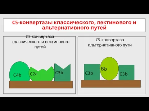 C5-конвертазы классического, лектинового и альтернативного путей C3b Bb C3b C5-конвертаза альтернативного