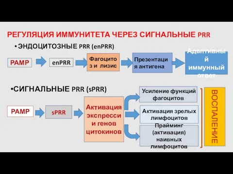 РЕГУЛЯЦИЯ ИММУНИТЕТА ЧЕРЕЗ СИГНАЛЬНЫЕ PRR ЭНДОЦИТОЗНЫЕ PRR (enPRR) РАМР enPRR Фагоцитоз