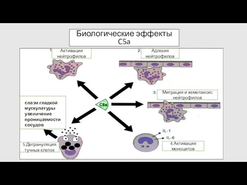 Биологические эффекты C5a Активация нейтрофилов Адгезия нейтрофилов Миграция и хемотаксис нейтрофилов