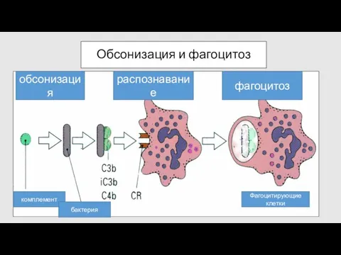 Обсонизация и фагоцитоз комплемент бактерия Фагоцитирующие клетки обсонизация распознавание фагоцитоз