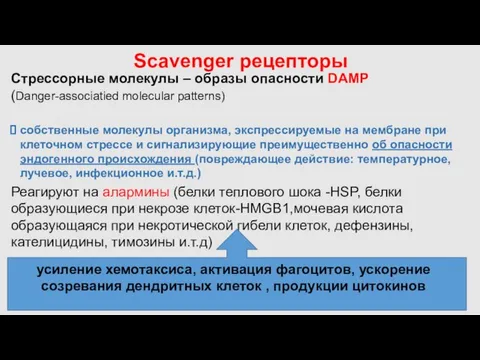 Scavenger рецепторы Стрессорные молекулы – образы опасности DAMP (Danger-associatied molecular patterns)