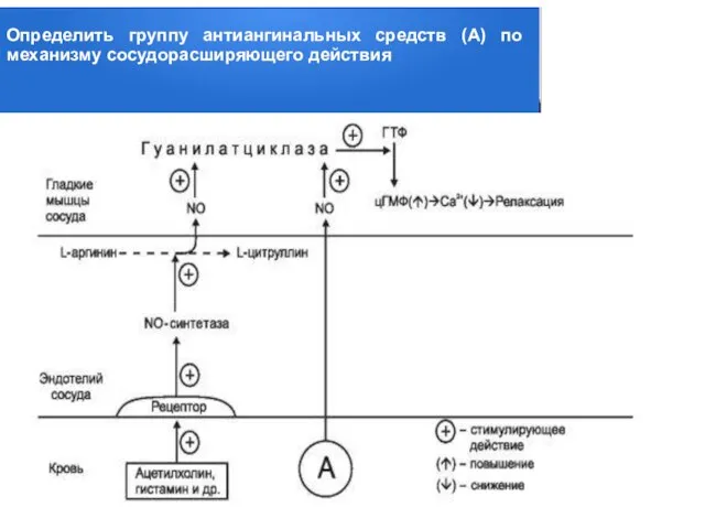 Определить группу антиангинальных средств (А) по механизму сосудорасширяющего действия