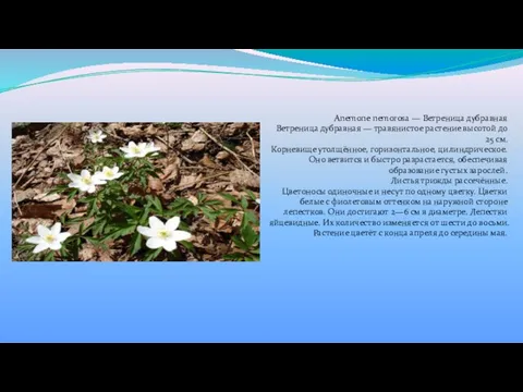 Anemone nemorosa — Ветреница дубравная Ветреница дубравная — травянистое растение высотой