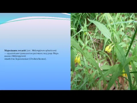 Марья́нник лесно́й (лат. Melampýrum sylvaticum) — однолетнее травянистое растение, вид рода Марьянник (Melampyrum) семейства Заразиховые (Orobanchaceae).