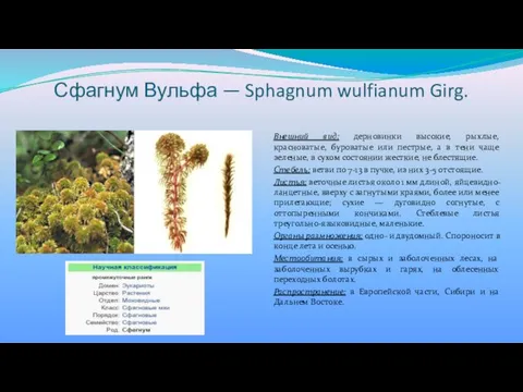 Сфагнум Вульфа — Sphagnum wulfianum Girg. Внешний вид: дерновинки высокие, рыхлые,