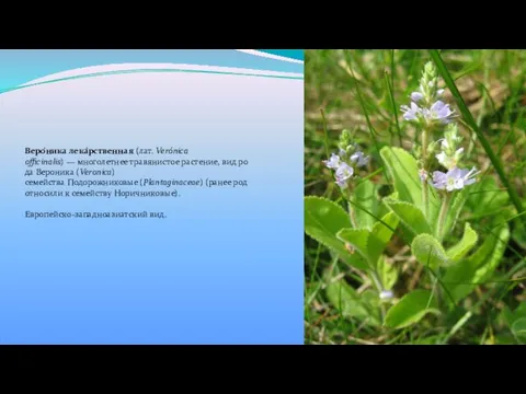 Веро́ника лека́рственная (лат. Verónica officinalis) — многолетнее травянистое растение, вид рода