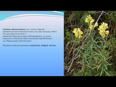 Льня́нка обыкнове́нная (лат. Linaria vulgaris) — травянистое многолетнее растение, вид рода