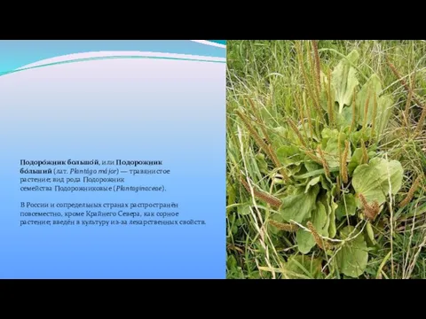 Подоро́жник большо́й, или Подорожник бо́льший (лат. Plantágo májor) — травянистое растение;