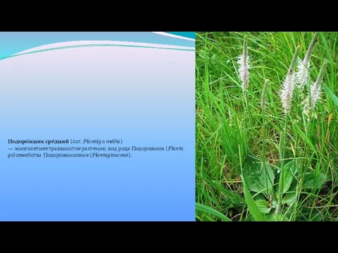 Подоро́жник сре́дний (лат. Plantágo média) — многолетнее травянистое растение, вид рода Подорожник (Plantago)семейства Подорожниковые (Plantaginaceae).