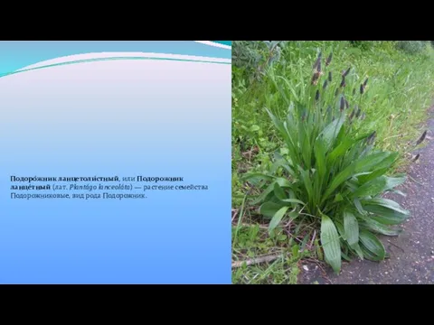 Подоро́жник ланцетоли́стный, или Подорожник ланце́тный (лат. Plantágo lanceoláta) — растение семейства Подорожниковые, вид рода Подорожник.