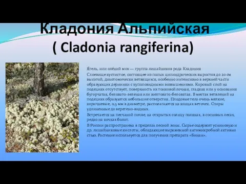 Кладония Альпийская ( Cladonia rangiferina) Я́гель, или оле́ний мох — группа
