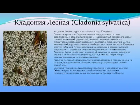Кладония Лесная (Cladonia sylvatica) Кладония Лесная - группа лишайников рода Кладония.