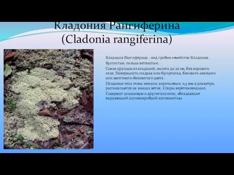 Кладония Рангиферина (Cladonia rangiferina) Кладония Рангиферина - вид грибов семейства Кладония.