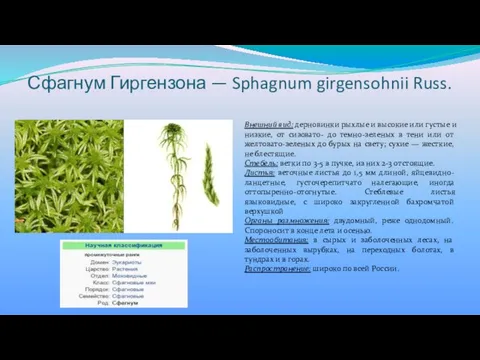 Сфагнум Гиргензона — Sphagnum girgensohnii Russ. Внешний вид: дерновинки рыхлые и