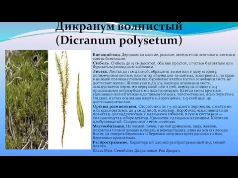 Дикранум волнистый (Dicranum polysetum) Внешний вид. Дерновинки мягкие, рыхлые, зеленые или
