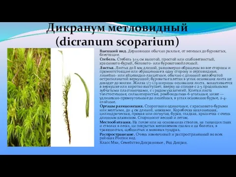 Дикранум метловидный (dicranum scoparium) Внешний вид. Дерновинки обычно рыхлые, от зеленых
