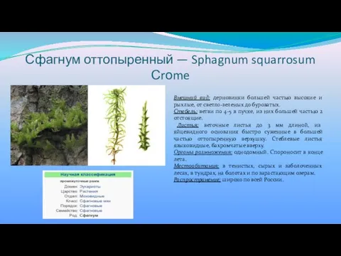 Сфагнум оттопыренный — Sphagnum squarrosum Сrоme Внешний вид: дерновинки большей частью