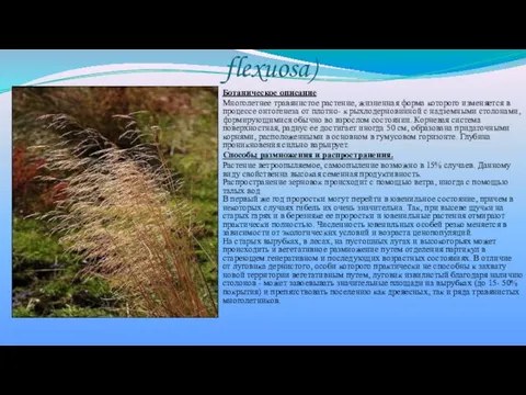 Луговик извилистый (Deschampsia flexuosa) Ботаническое описание Многолетнее травянистое растение, жизненная форма