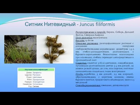 Ситник Нитевидный - Juncus filiformis Распространение в природе: Европа, Сибирь, Дальний