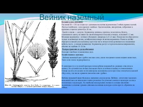 Вейник наземный Ботаническое описание Растение 80—150 см в высоту с длинным