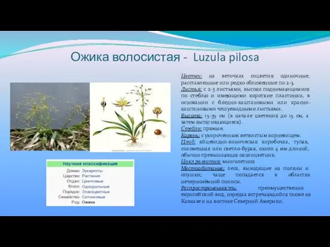 Ожика волосистая - Luzula pilosa Цветки: на веточках соцветия одиночные, расставленные