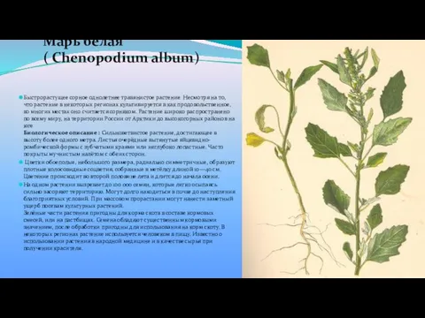 Марь белая ( Chenopodium album) Быстрорастущее сорное однолетнее травянистое растение Несмотря